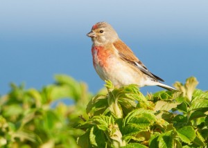 Försommarmorgon med fågeltur i Gyllins trädgård