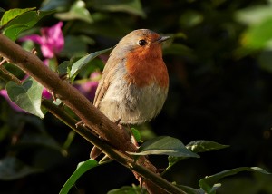 Fågelvandring i Hammars park och på Sibbarp