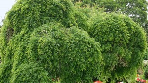 Trädguidning i centrala Malmö