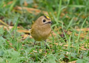 Höstfågeltur i Slottsparken