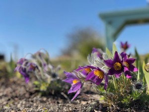 Green Roof Institute