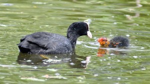 Fåglar och fågelungar i Ribersborgsdammarna