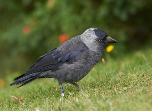 krkfglarochandraurbanafglaripildammsparken