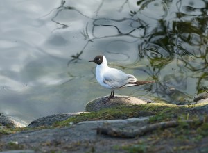 flyttfglaripildammsparken